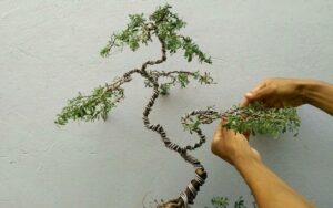 Cây linh sam 86 - giống cây bonsai đẹp nhất Vịnh Bắc Bộ