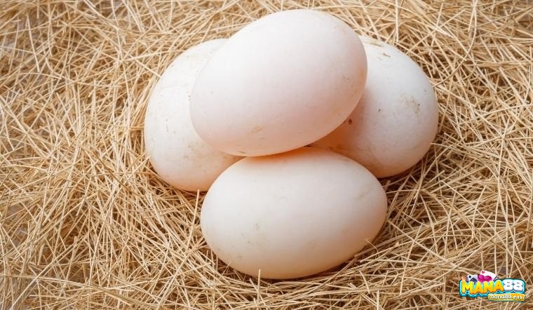 Điềm báo về tình yêu trai gái khi mơ thấy trứng vịt