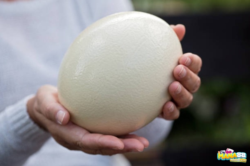 Mộng thấy trứng đà điểu báo hiệu gặp khó khăn được quý nhân giúp đỡ