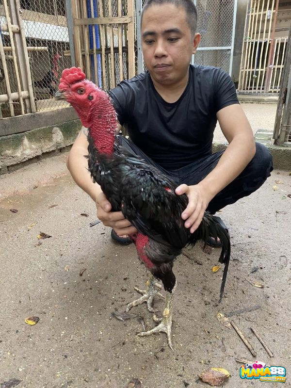 Gà chọi có thân hình cân đối, chân khỏe là yếu tố tiên quyết để thi đấu bền bỉ và hiệu quả.