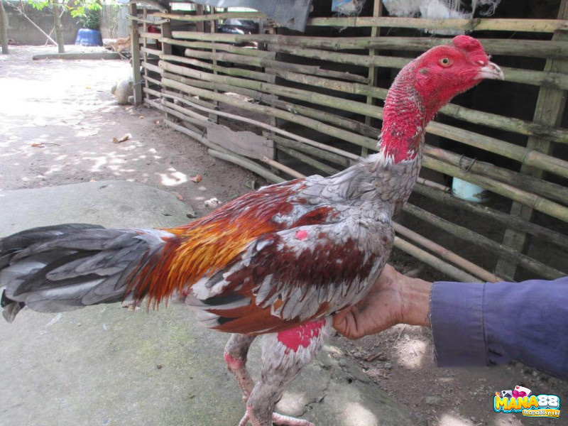 Hiểu rõ từng dòng gà chọi giúp bạn đưa ra lựa chọn chính xác, phù hợp với phong cách thi đấu mong muốn.