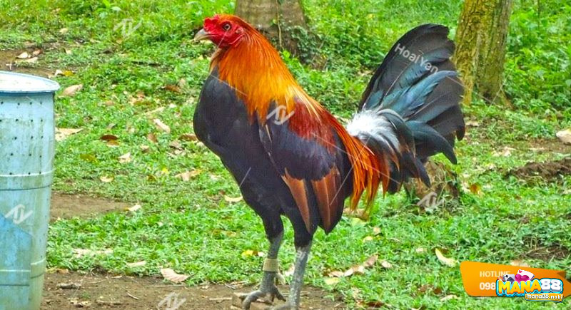 Gà được sống trong môi trường lý tưởng và tập luyện đúng cách sẽ có sức khỏe và tinh thần thi đấu vượt trội.
