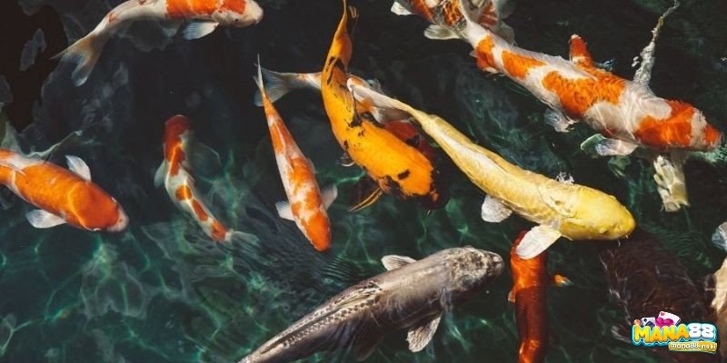Giải mã giấc mơ thấy cá gắn với sự dồi dào