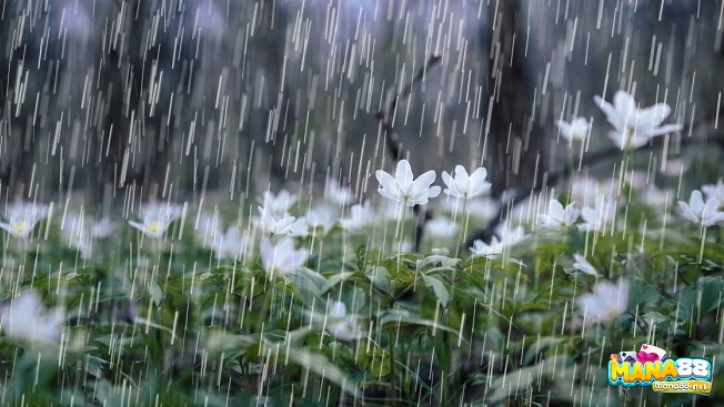 Giải mã giấc mơ thấy mưa giúp chủ mộng trúng đề