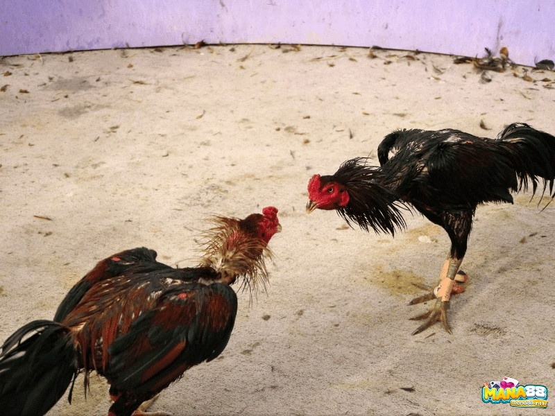 Dáng hiên ngang, ngực ưỡn, cơ bắp săn chắc phản ánh sức mạnh và sự uy lực của gà