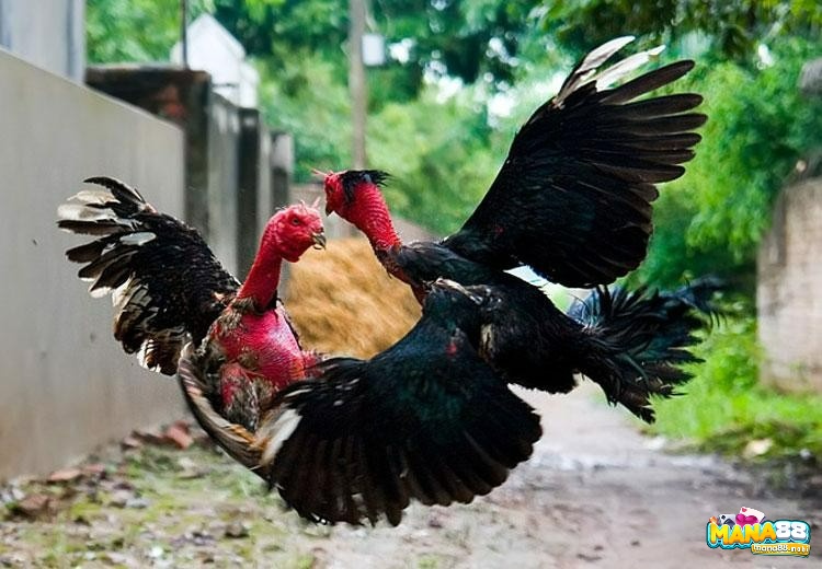 Sức khỏe tốt với mắt sáng, mào đỏ, dáng linh hoạt là nền tảng cho cách chọn gà chọi hay