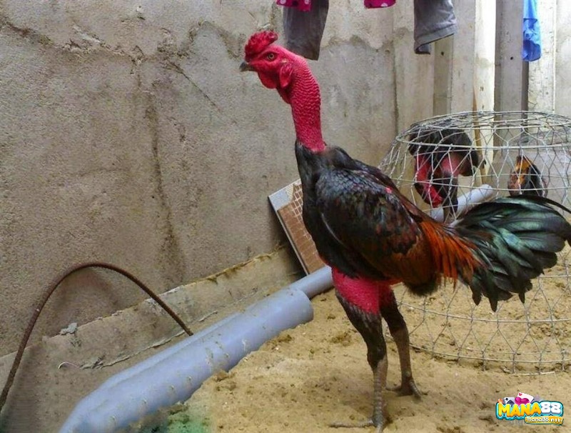 Chế độ ăn hợp lý và chuồng trại sạch sẽ giúp gà phát triển bền vững và sung mãn