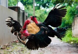 Cách chọn gà chọi hay chuẩn xác cho sư kê lâu năm