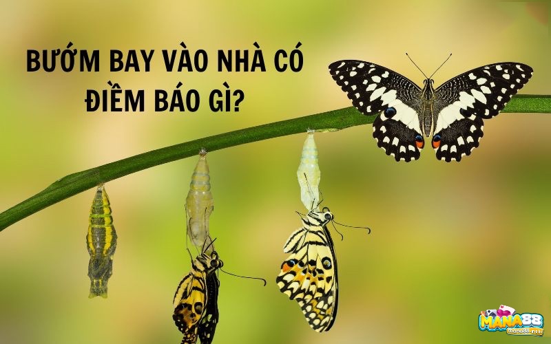 Người Việt thường đặt nhiều câu hỏi xung quanh việc giải mã bướm bay vào nhà đánh lô đề con gì.