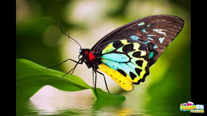 Bướm nhiều màu tượng trưng cho tình yêu và sự may mắn.