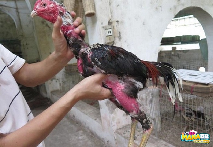 Chế độ ăn uống và tập luyện được điều chỉnh dựa trên cân nặng gà chọi theo tháng tuổi thực tế của gà
