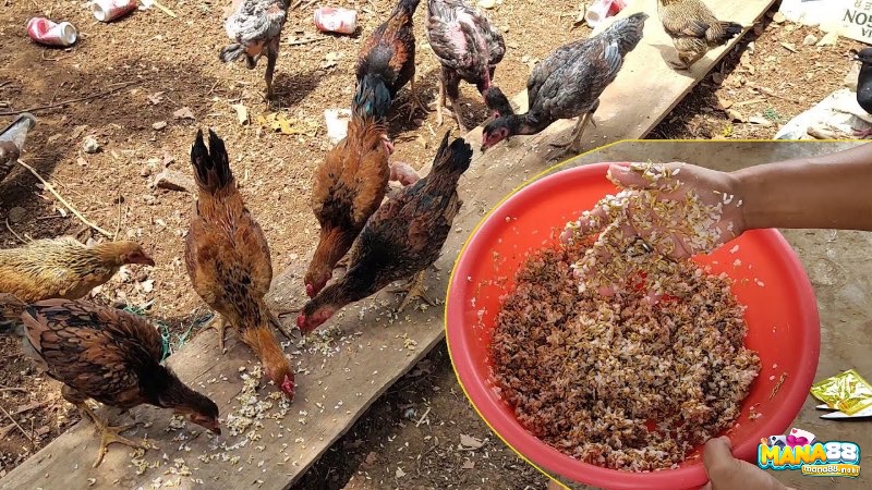 Khẩu phần ăn cân đối giúp gà tăng trưởng đều đặn và duy trì cân nặng gà chọi theo tháng tuổi hợp lý.
