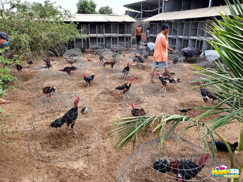 Vần vỗ và nghỉ ngơi hợp lý giúp gà tăng cơ, giảm mỡ và giữ cân nặng lý tưởng.