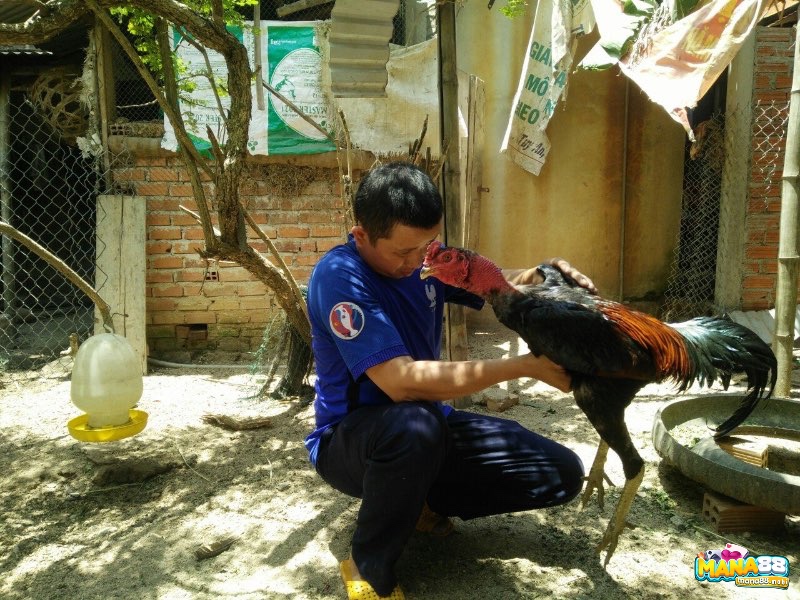 Cân nặng gà chọi theo tháng tuổi chuẩn thể hiện chế độ nuôi dưỡng khoa học và khả năng sung mãn của chiến kê.