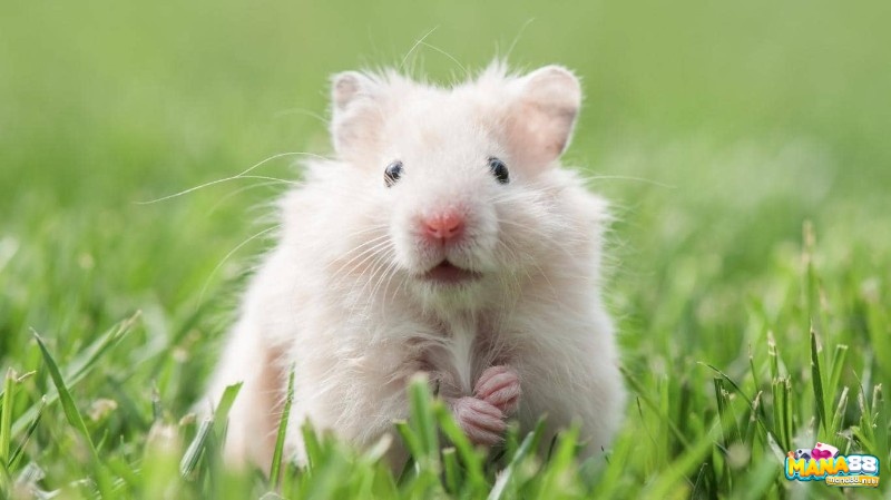 Tìm hiểu những giấc mơ liên quan tới chuột để có được thông điệp