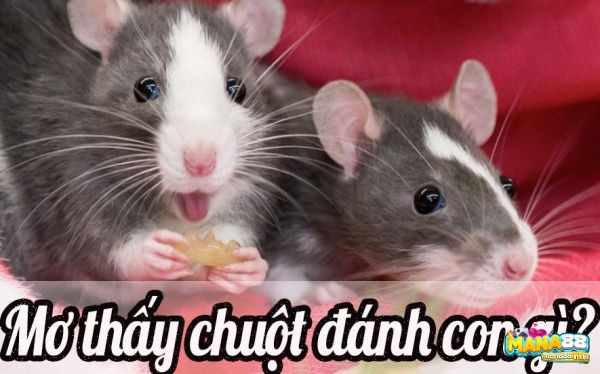 Mơ thấy chuột đánh con gì được phân tích theo từng chi tiết mơ