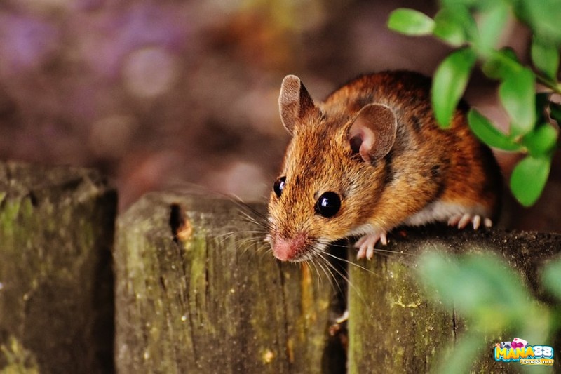 Mơ thấy chuột đem lại cho gia chủ con số đề làm giàuMơ thấy chuột đem lại cho gia chủ con số đề làm giàu