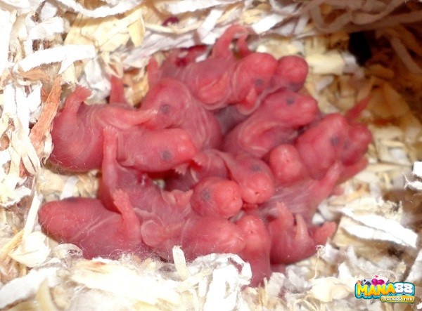 Chuột con mới đẻ ám chỉ bạn cần học cách mạnh dạn hơn