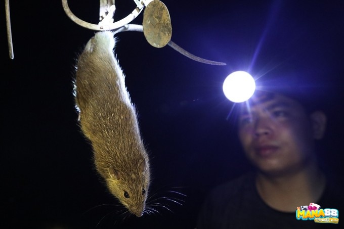 Bắt chuột trong mơ ngụ ý về khó khăn mà bạn cần đối mặt