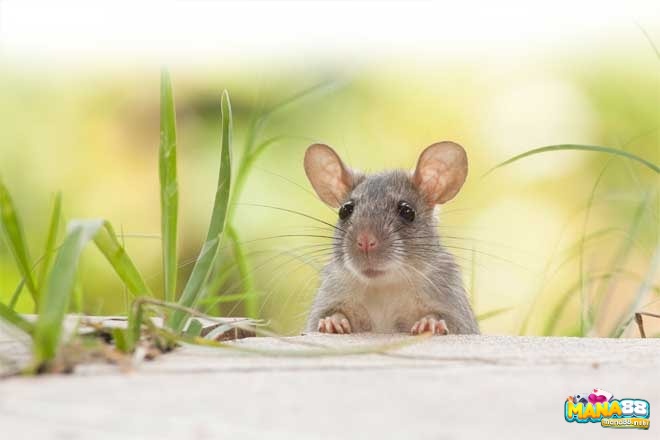 Chuột xuất hiện trong mơ mang lại điềm báo tương lai đặc biệt