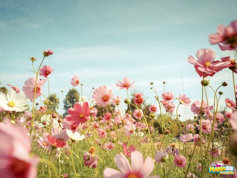 Xem chi tiết những giấc mơ khác về hoa để nắm bắt dự báo và định hướng phù hợp