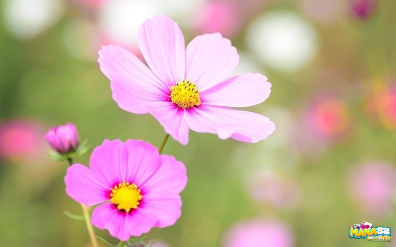 Mơ thấy hoa được liên hệ với các con số đề trong sổ mơ dân gian