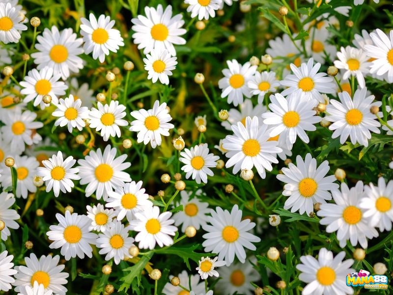 Mơ thấy hoa đánh con gì được chuyên gia lý giải theo bối cảnh mơ