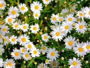 Mơ thấy hoa đánh con gì, số mấy mang lại vận may lô đề?